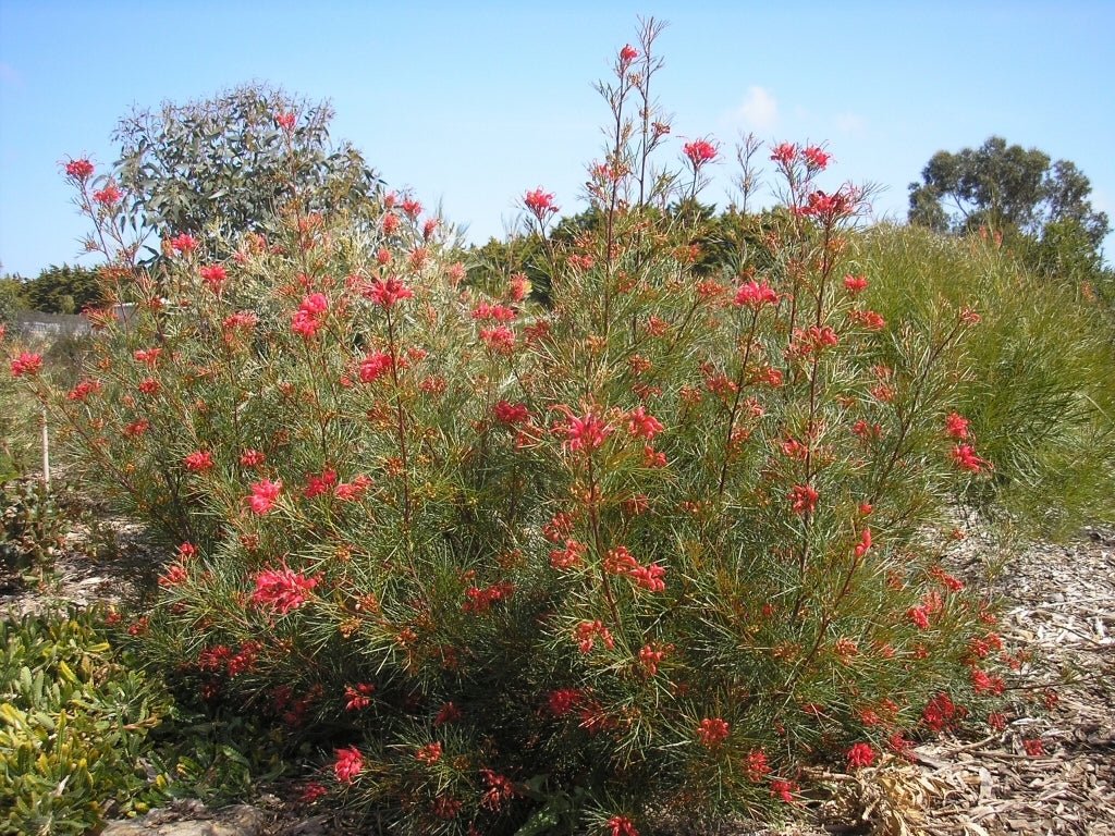 Grevillea Bon Accord - Ladybird Nursery