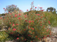 Grevillea Bon Accord