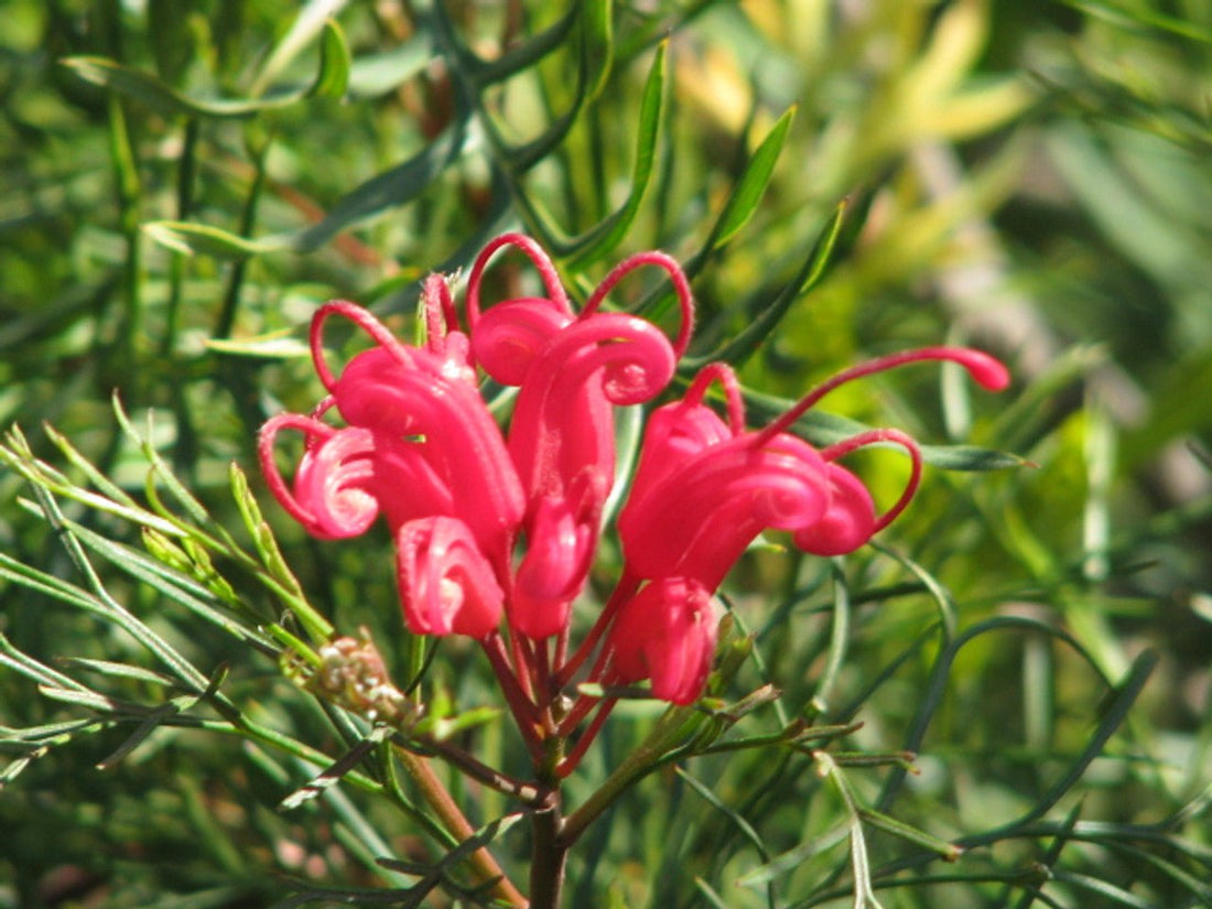 Grevillea Bonfire - Ladybird Nursery