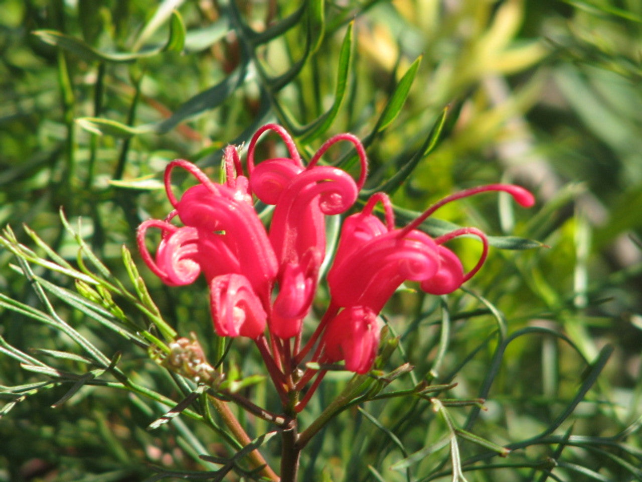 Grevillea Bonfire