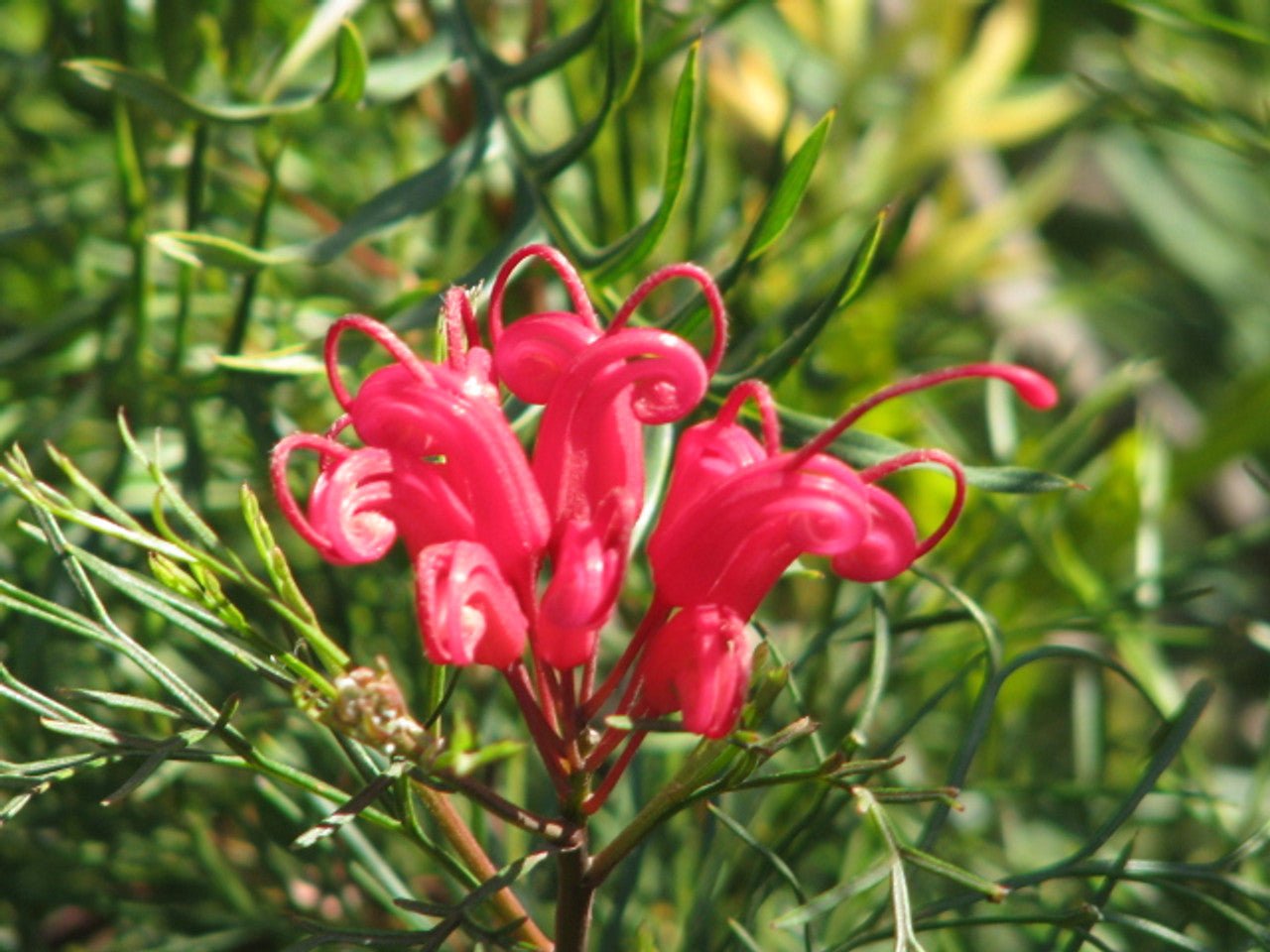 Grevillea Bonfire - Ladybird Nursery