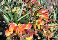 Grevillea Charlies Angel
