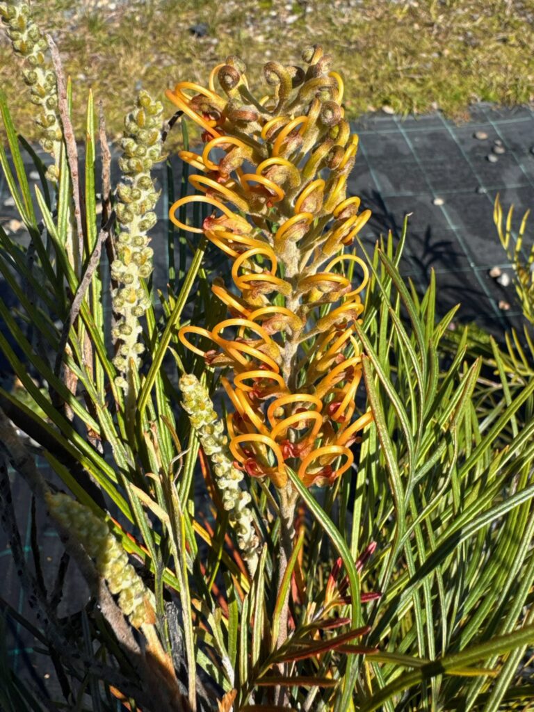Grevillea Coastal Lemon Glimpse