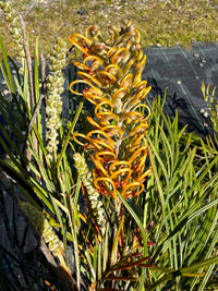 Grevillea Coastal Lemon Glimpse