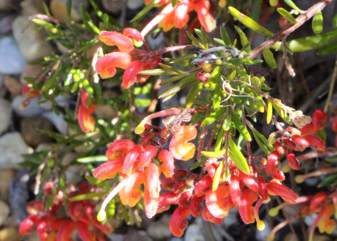 Grevillea Crackles - Ladybird Nursery