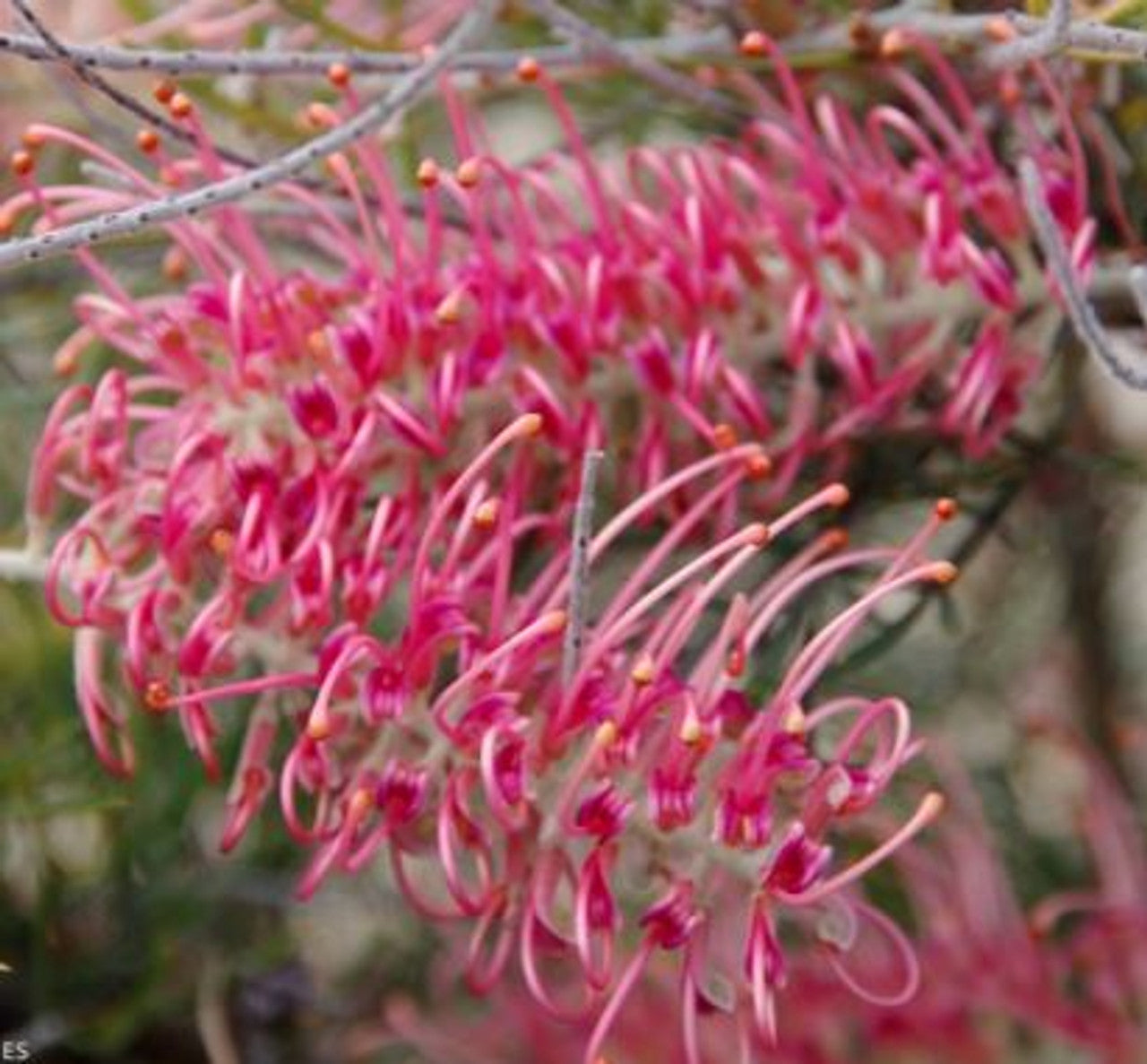 Grevillea Cupids Dream