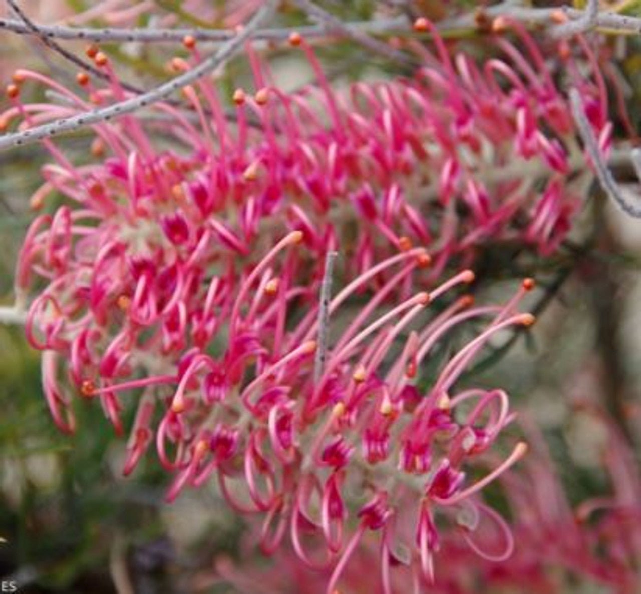 Grevillea Cupids Dream - Ladybird Nursery
