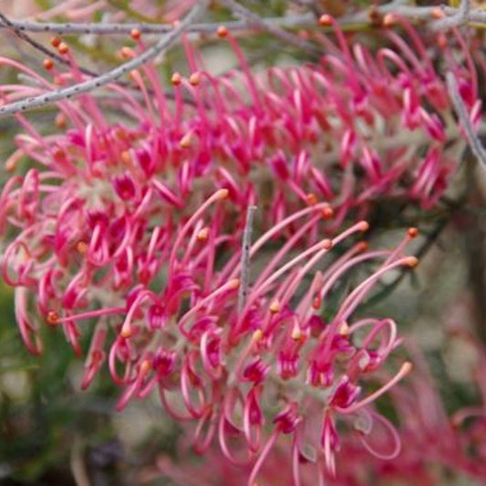Grevillea Cupids Dream - Ladybird Nursery