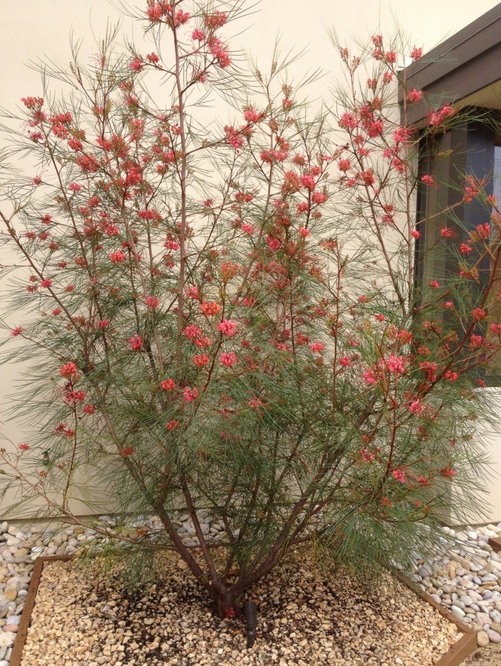 Grevillea Ellendale Dragon - Ladybird Nursery