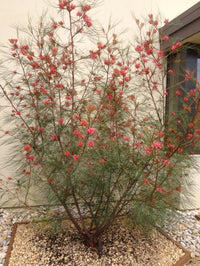 Grevillea Ellendale Dragon