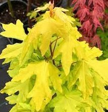 Field Maple aureum Golden (Acer campestre) - Ladybird Nursery