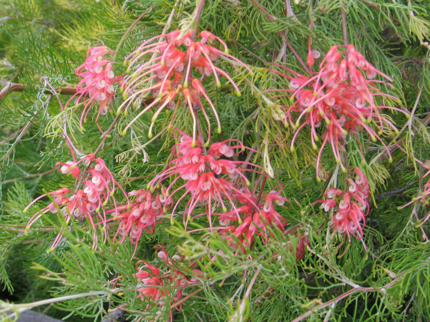 Grevillea Ellendale fililoba