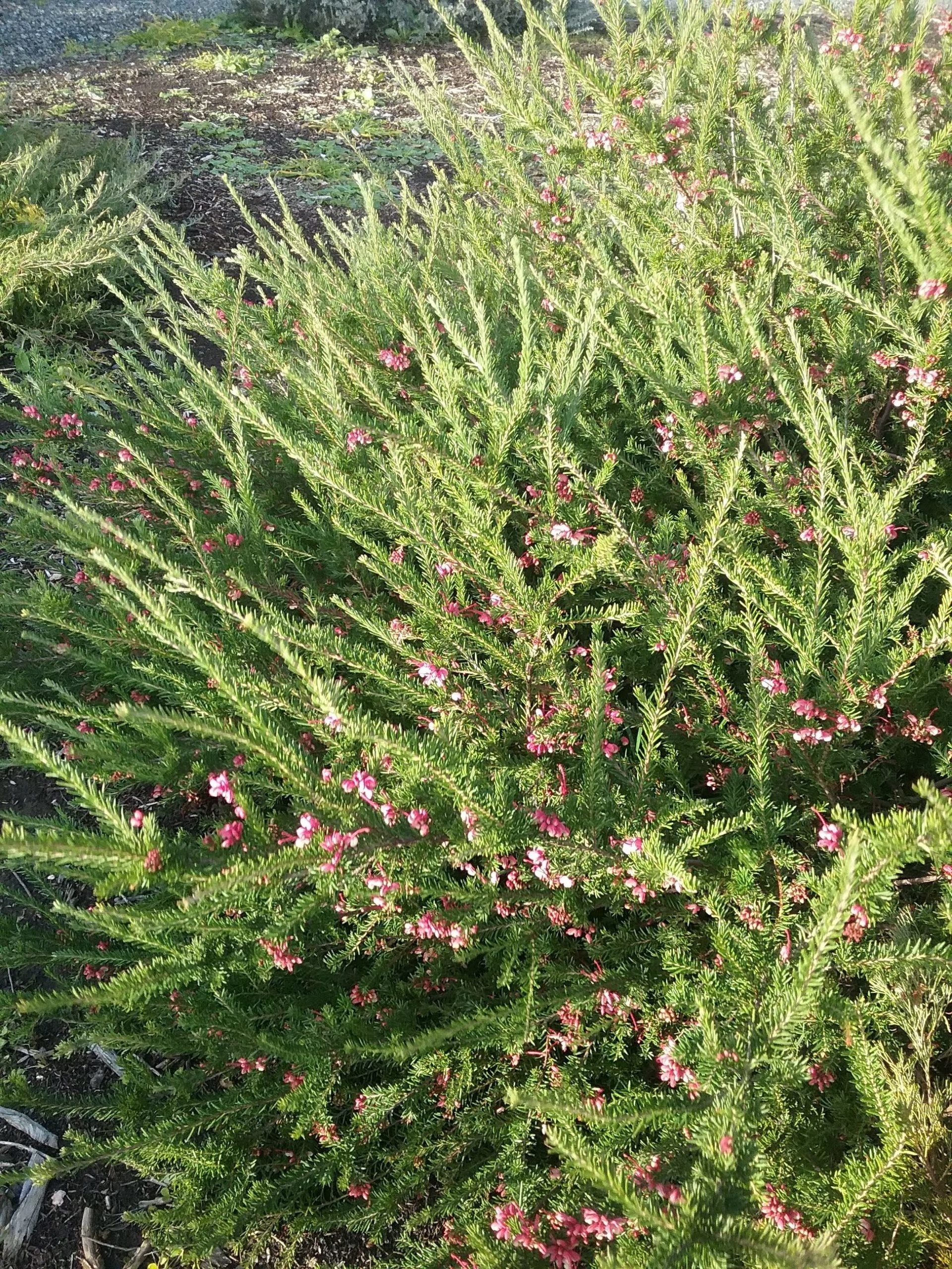 Grevillea Emma Charlotte