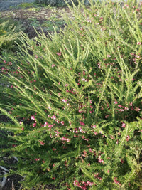 Grevillea Emma Charlotte