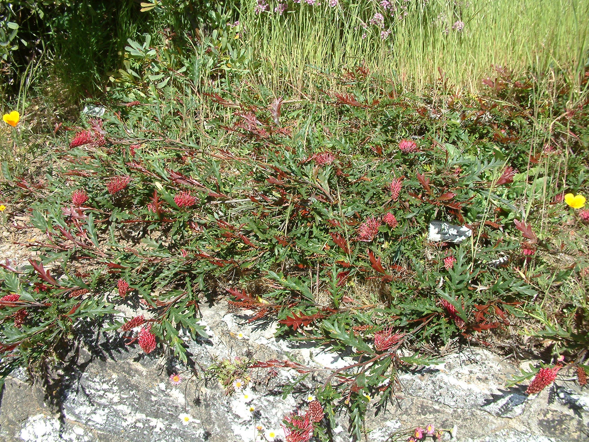 Grevillea Fanfare