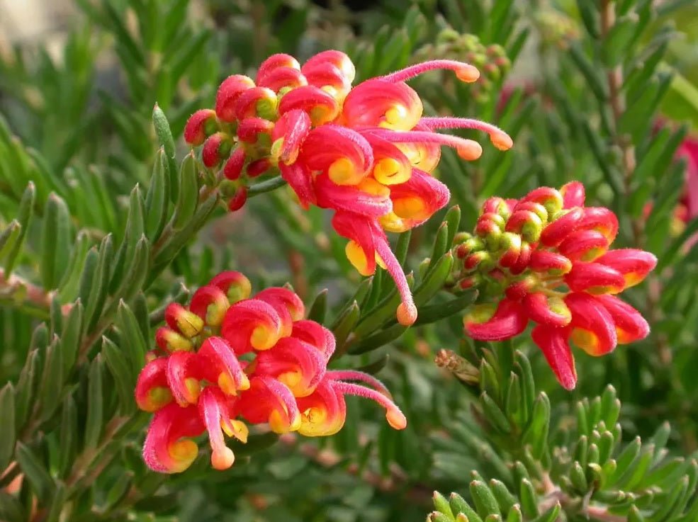 Grevillea Fireworks - Ladybird Nursery