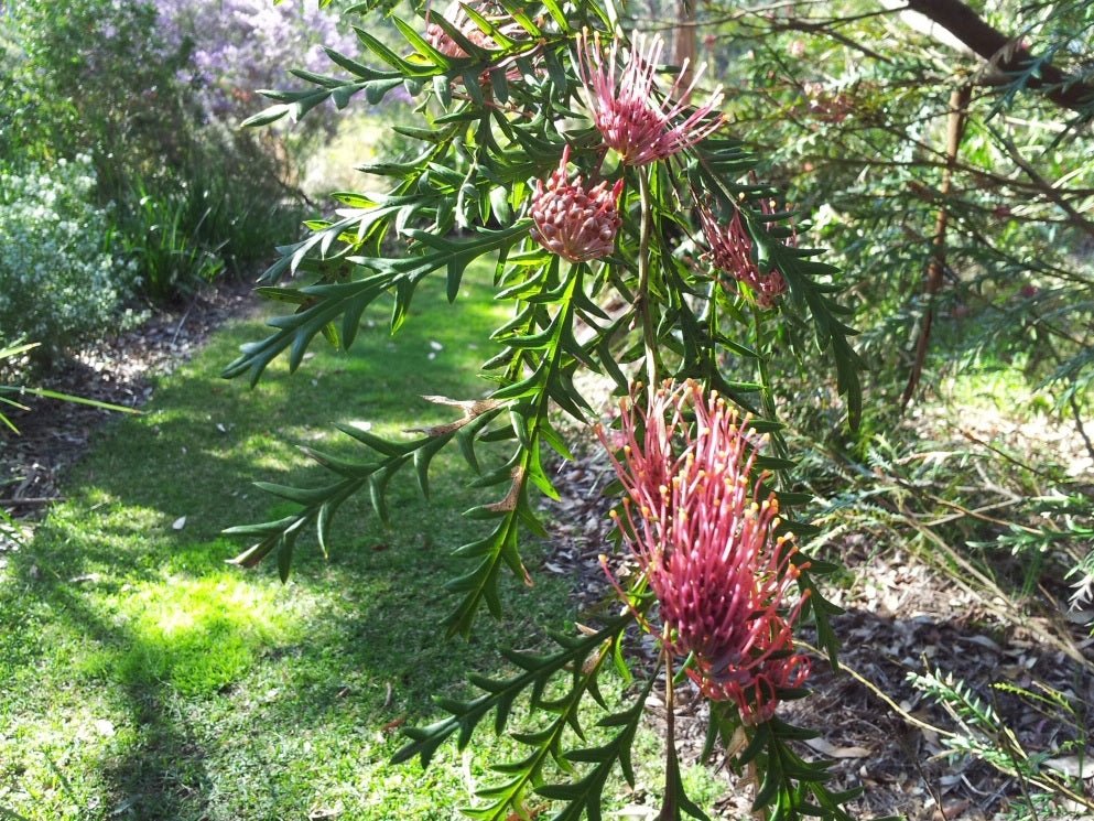 Grevillea 'Ivanhoe' - Ladybird Nursery
