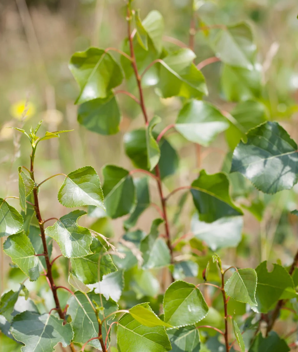 Hybrid Poplar x nigra Crows Nest (Populus euramericana)