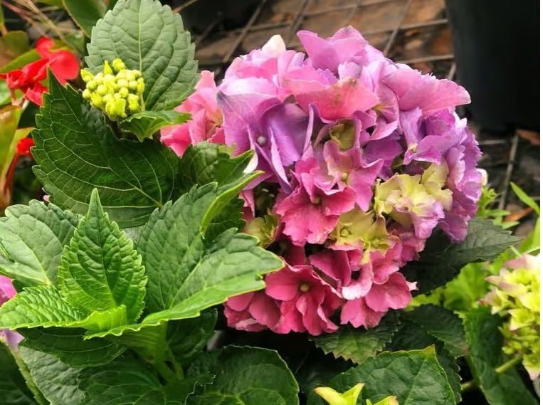 Hydrangea Tea Time™ - Ladybird Nursery