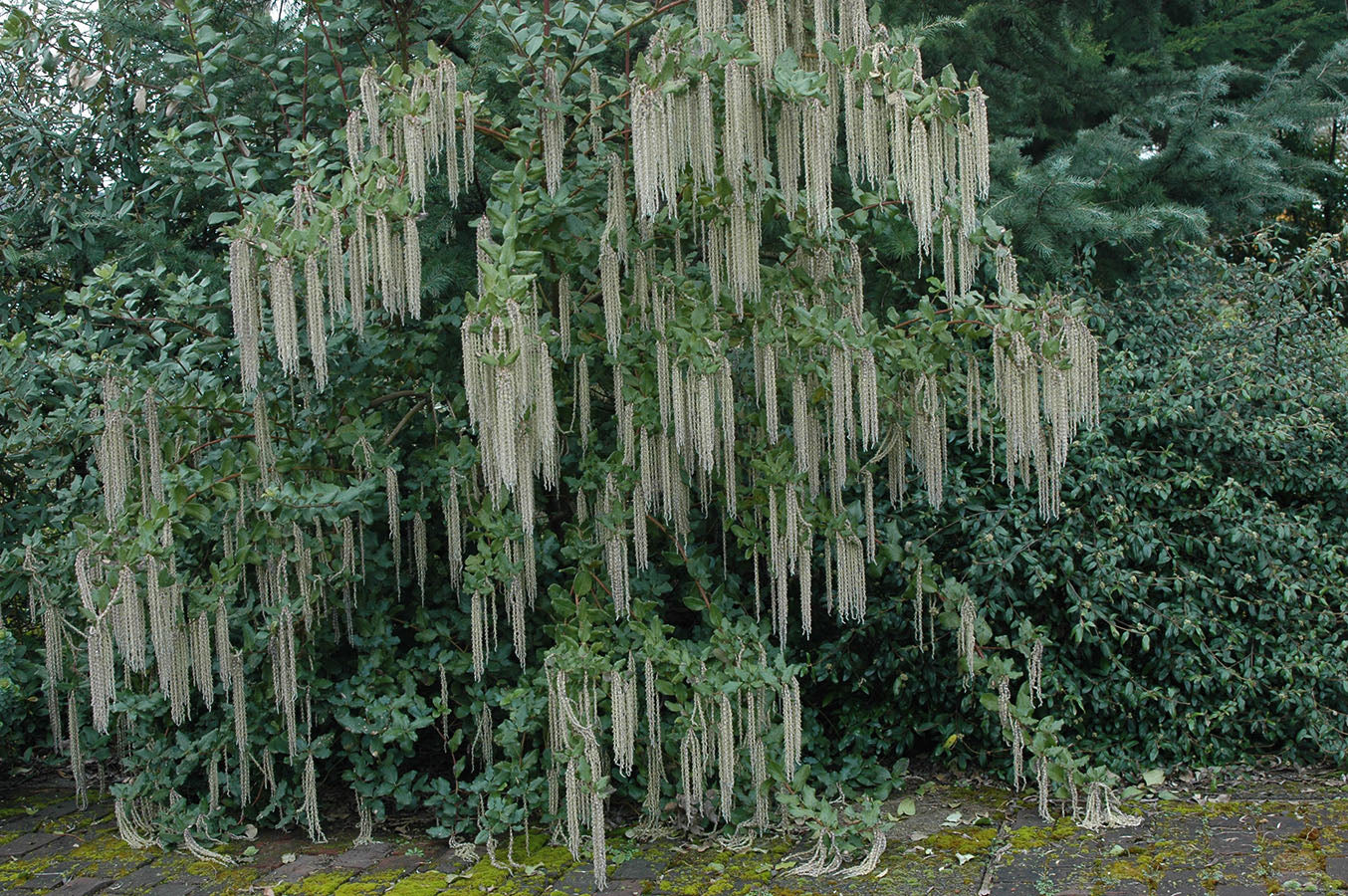 James Roof (Garrya elliptica)