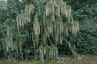 James Roof (Garrya elliptica)