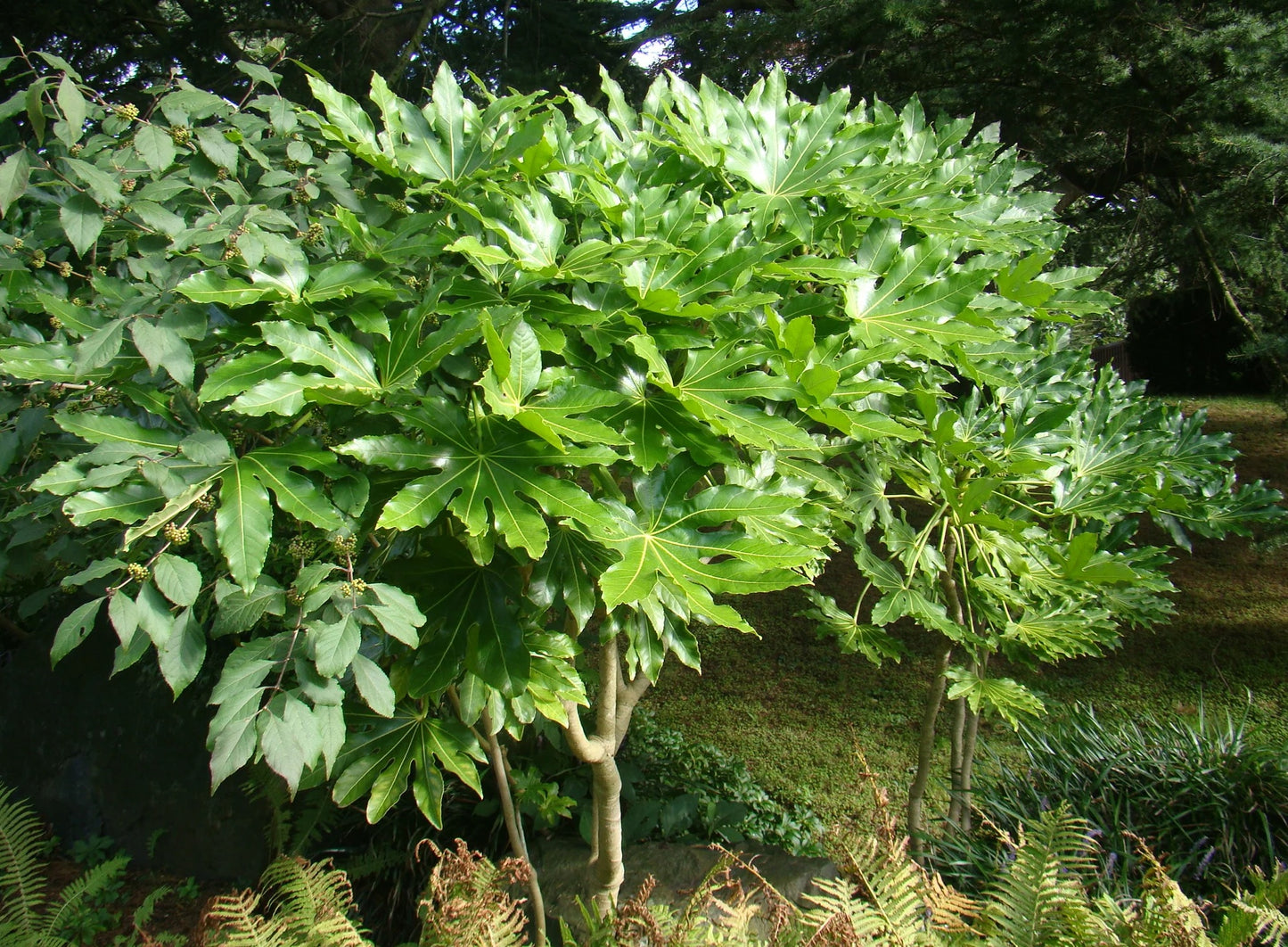 Japanese Aralia (Fatsia japonica)