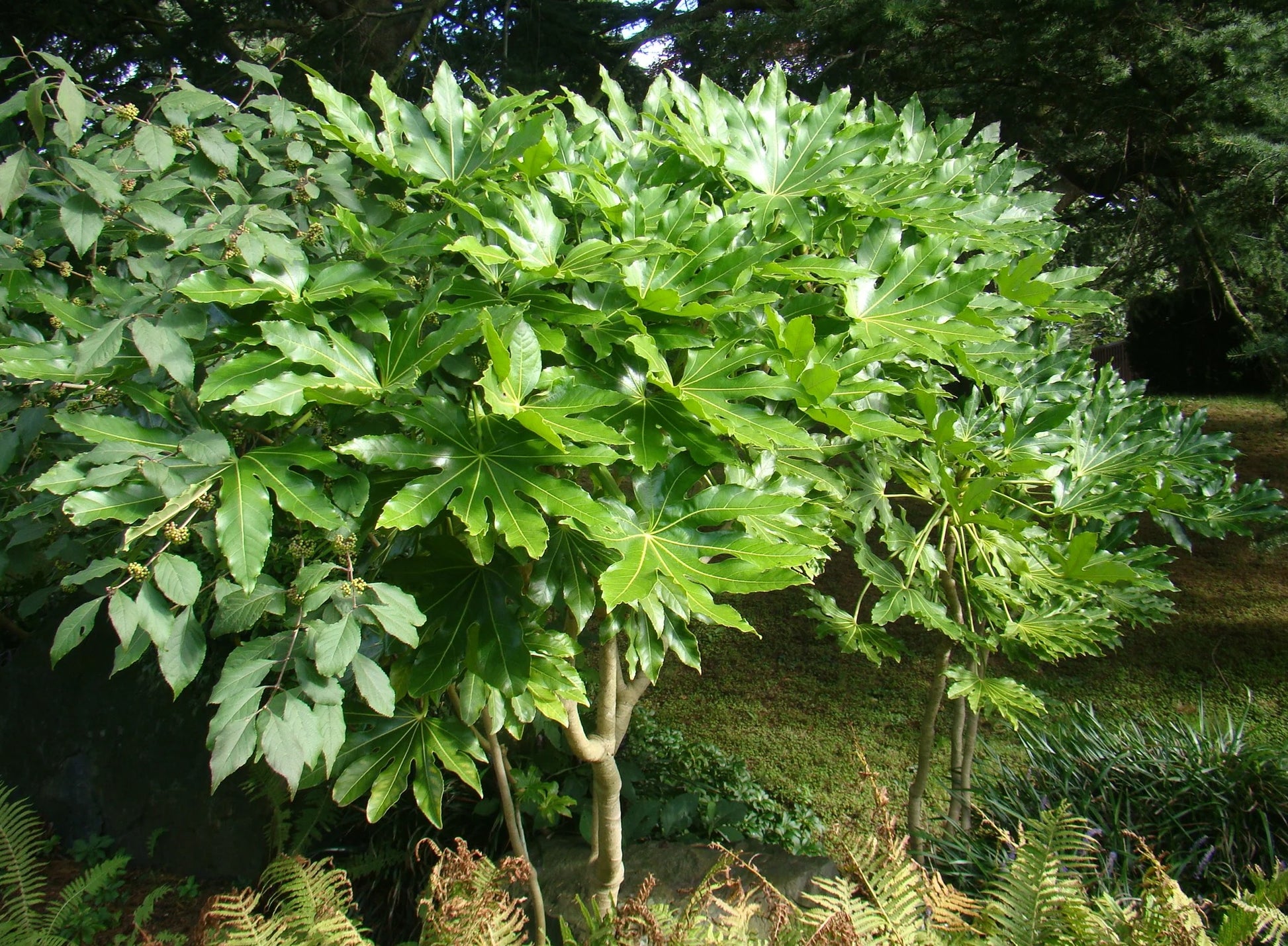 Japanese Aralia (Fatsia japonica)
