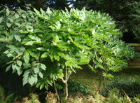 Japanese Aralia (Fatsia japonica) - Ladybird Nursery