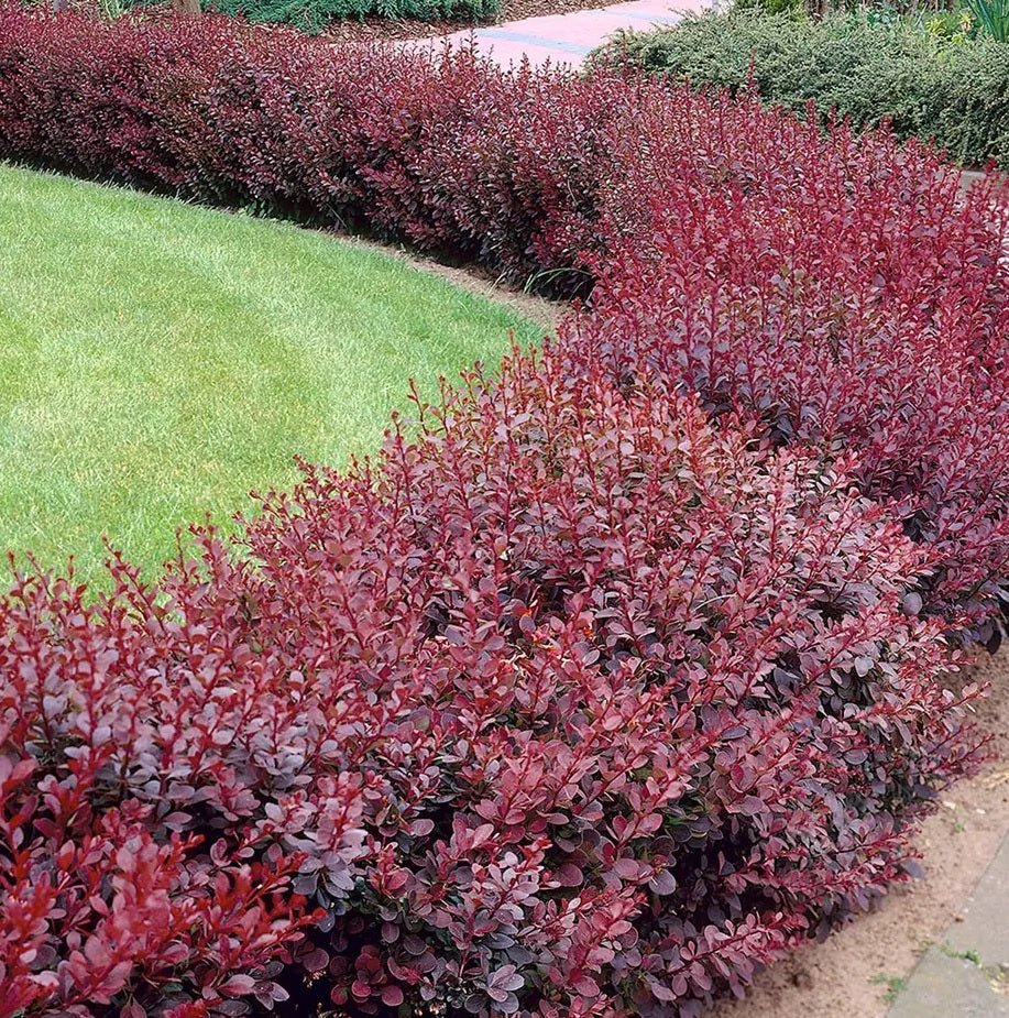 Japanese Barberry atropurpureum Purple (Berberis thunbergii) - Ladybird Nursery