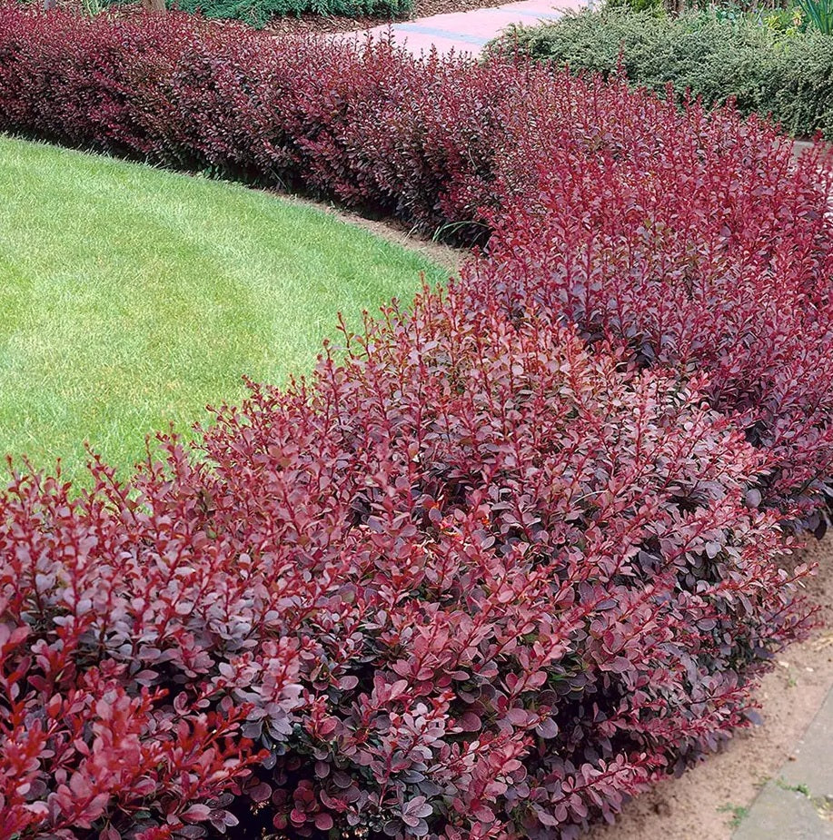 Japanese Barberry atropurpureum Purple (Berberis thunbergii)