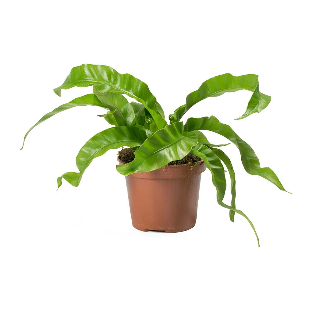 Japanese Bird's Nest Fern Hurricane (Asplenium antiquum)