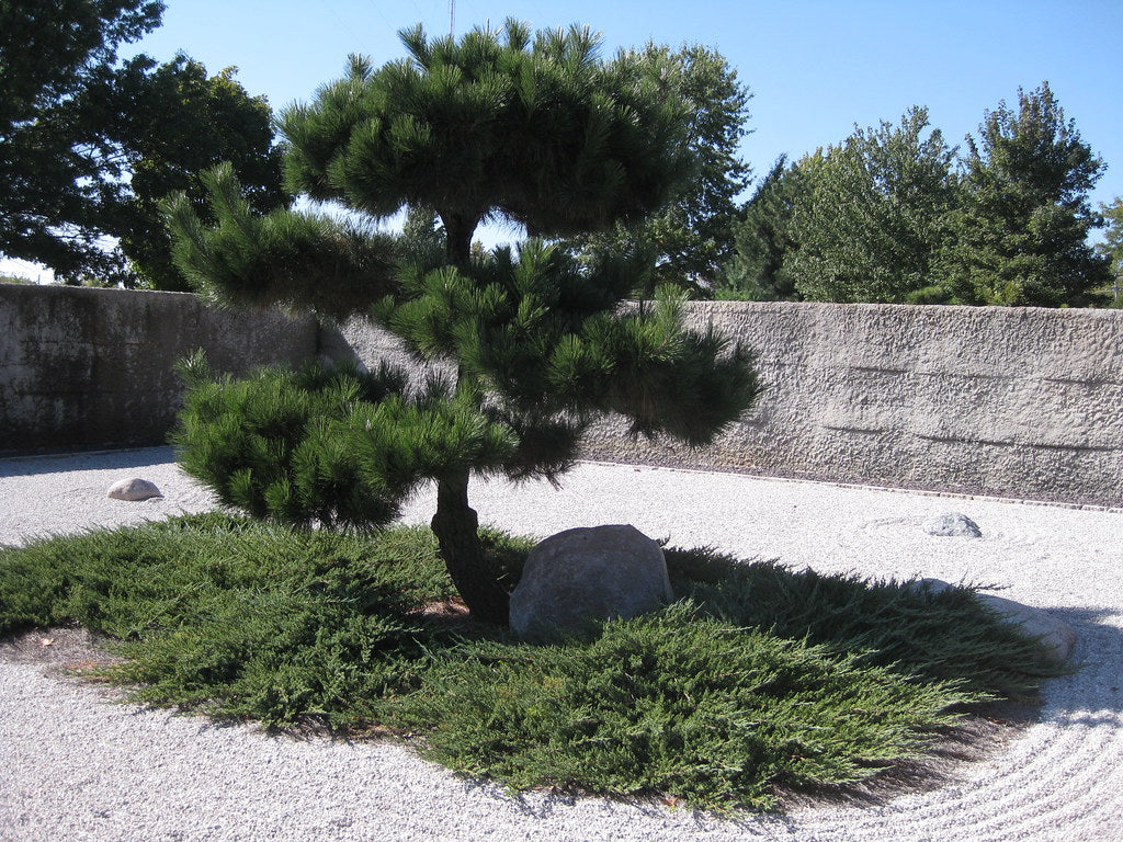 Japanese Black Pine (Pinus thunbergii)