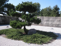 Japanese Black Pine (Pinus thunbergii)