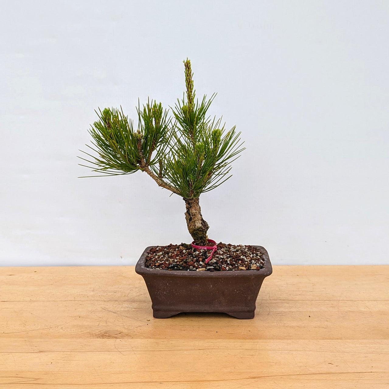 Japanese Black Pine Aocha Nishiki (Pinus thunbergii)