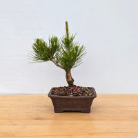Japanese Black Pine Aocha Nishiki (Pinus thunbergii)