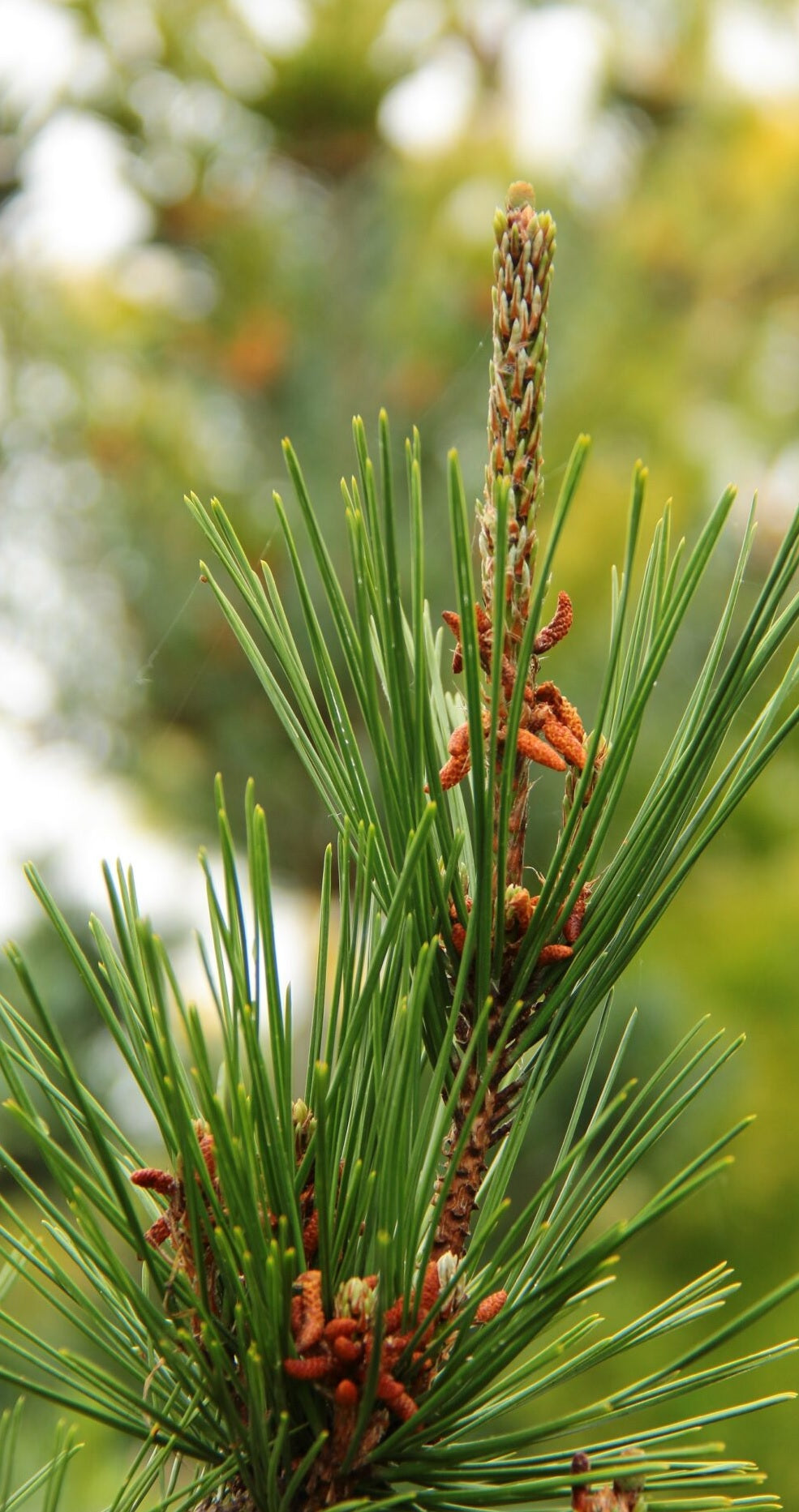 Japanese Black Pine Aurea (Pinus thunbergii)