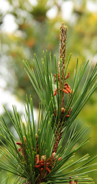 Japanese Black Pine Aurea (Pinus thunbergii)