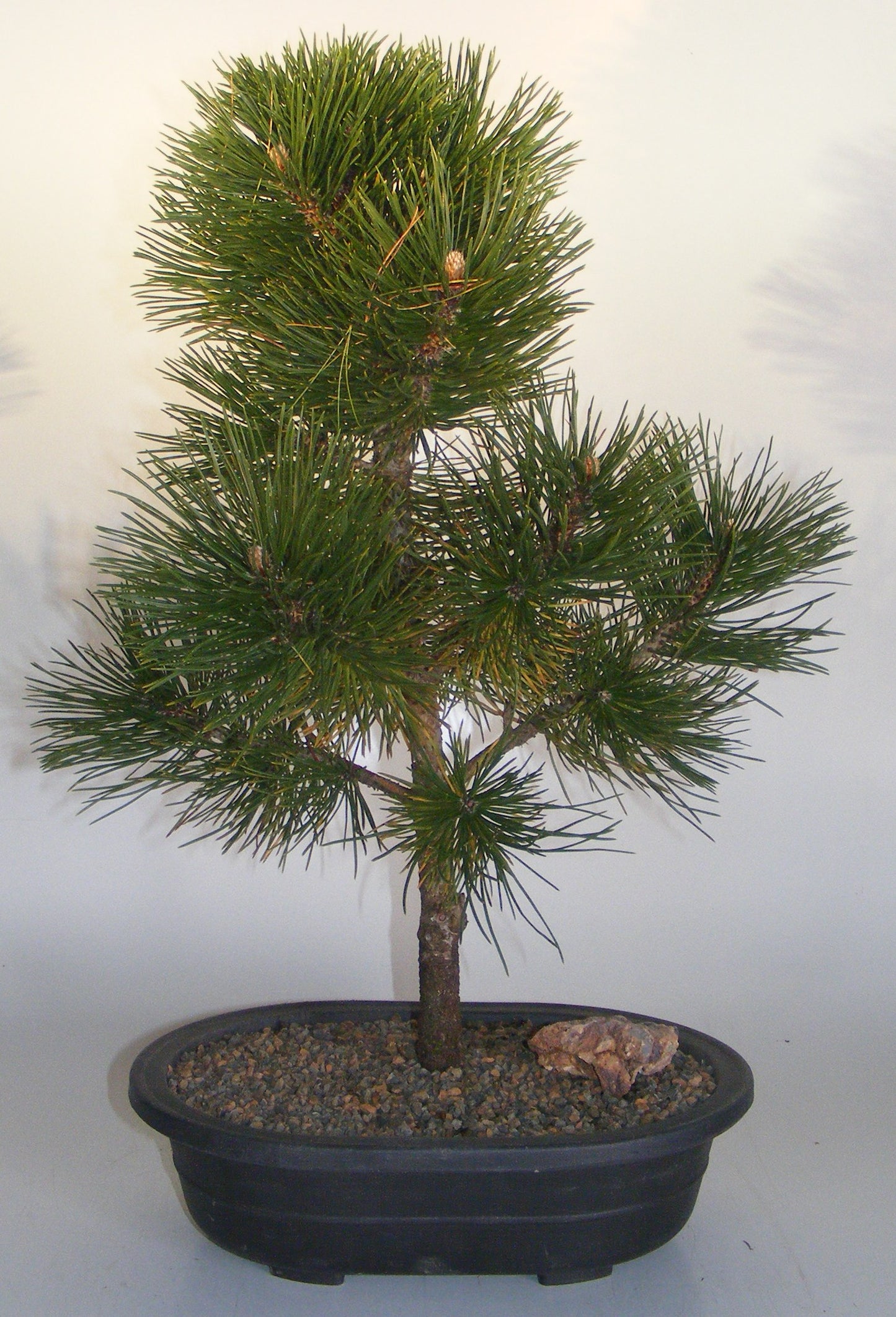 Japanese Black Pine Bonsai Starter (Pinus thunbergii)