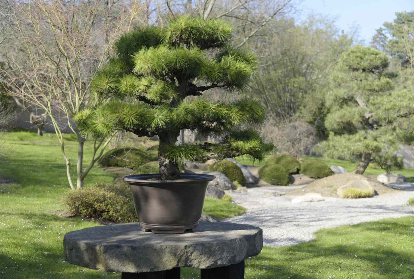 Japanese Black Pine ‘Coolwyn Bonsai’ (Pinus thunbergii)
