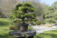 Japanese Black Pine ‘Coolwyn Bonsai’ (Pinus thunbergii)