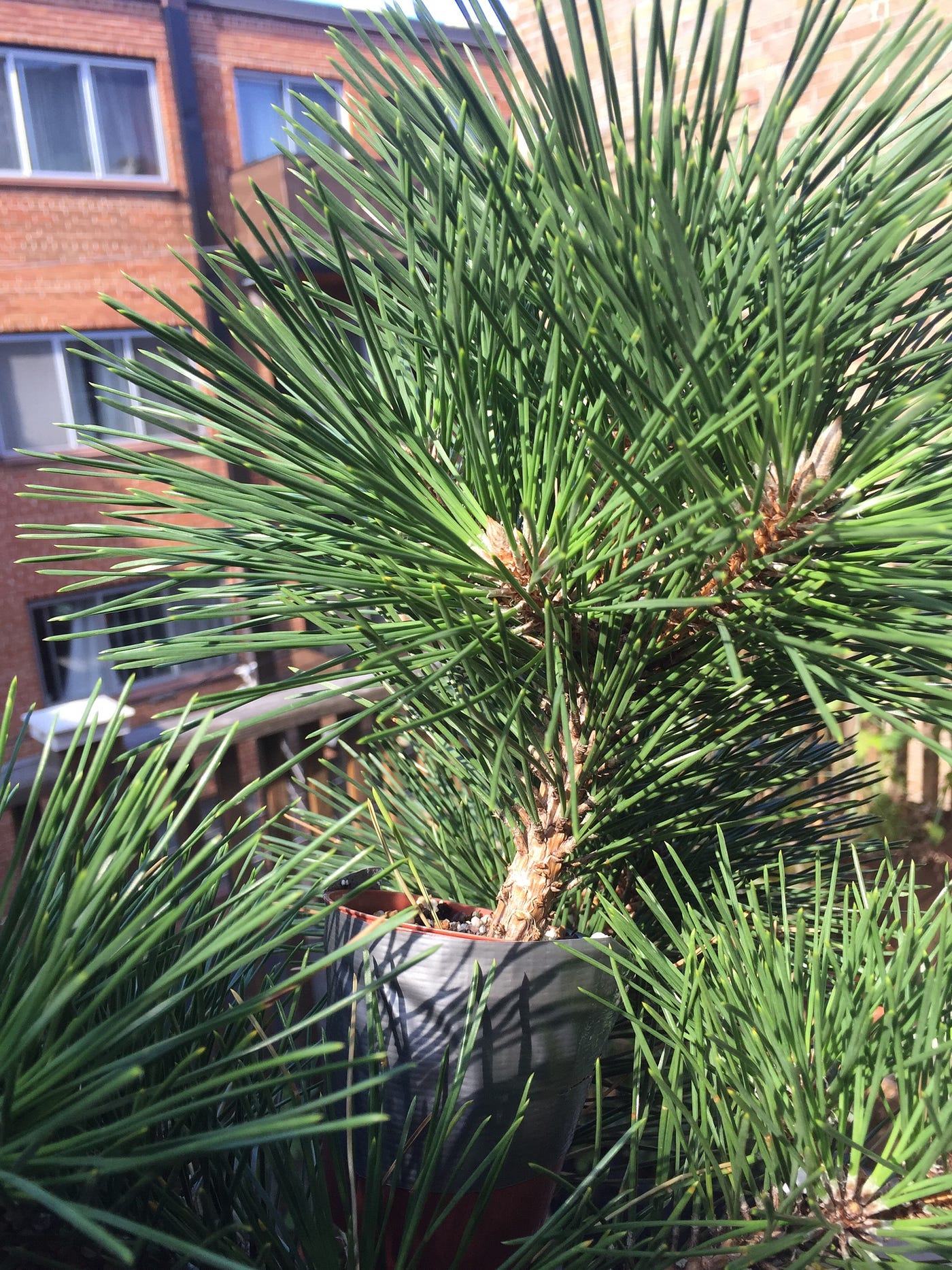 Japanese Black Pine ‘Coolwyn Kotobuki’ (Pinus thunbergii)