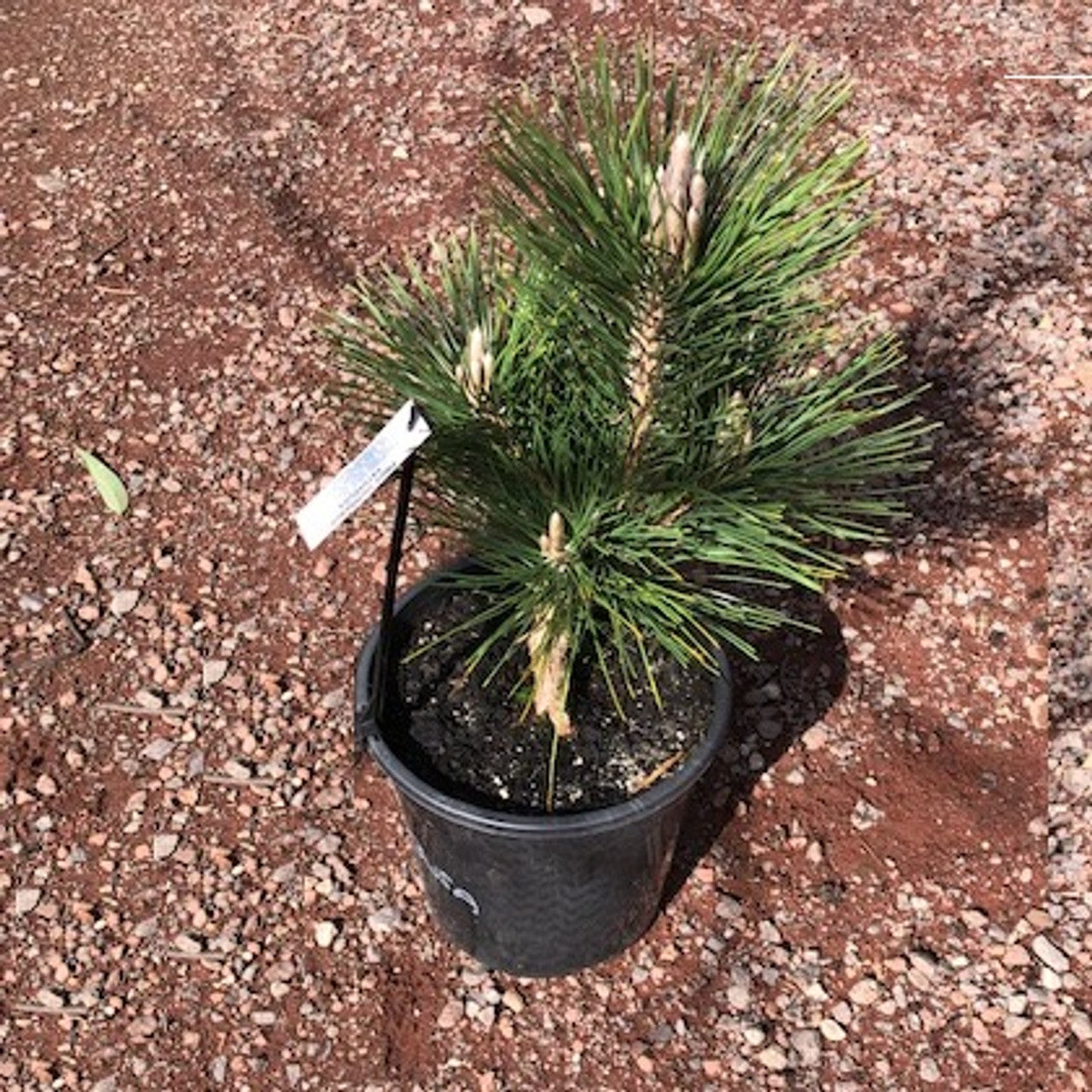 Japanese Black Pine Emerys Dwarf (Pinus thunbergii)