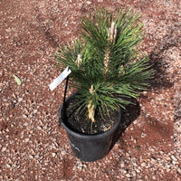 Japanese Black Pine Emerys Dwarf (Pinus thunbergii)