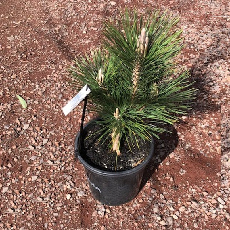 Japanese Black Pine Emerys Dwarf (Pinus thunbergii)