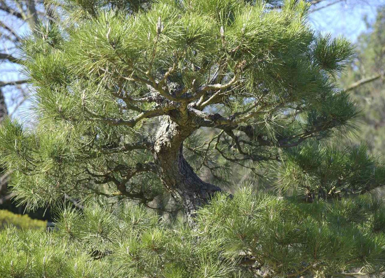 Kyotto Nishiki 'Japanese Black Pine' (Pinus thunbergii)
