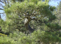 Kyotto Nishiki 'Japanese Black Pine' (Pinus thunbergii)