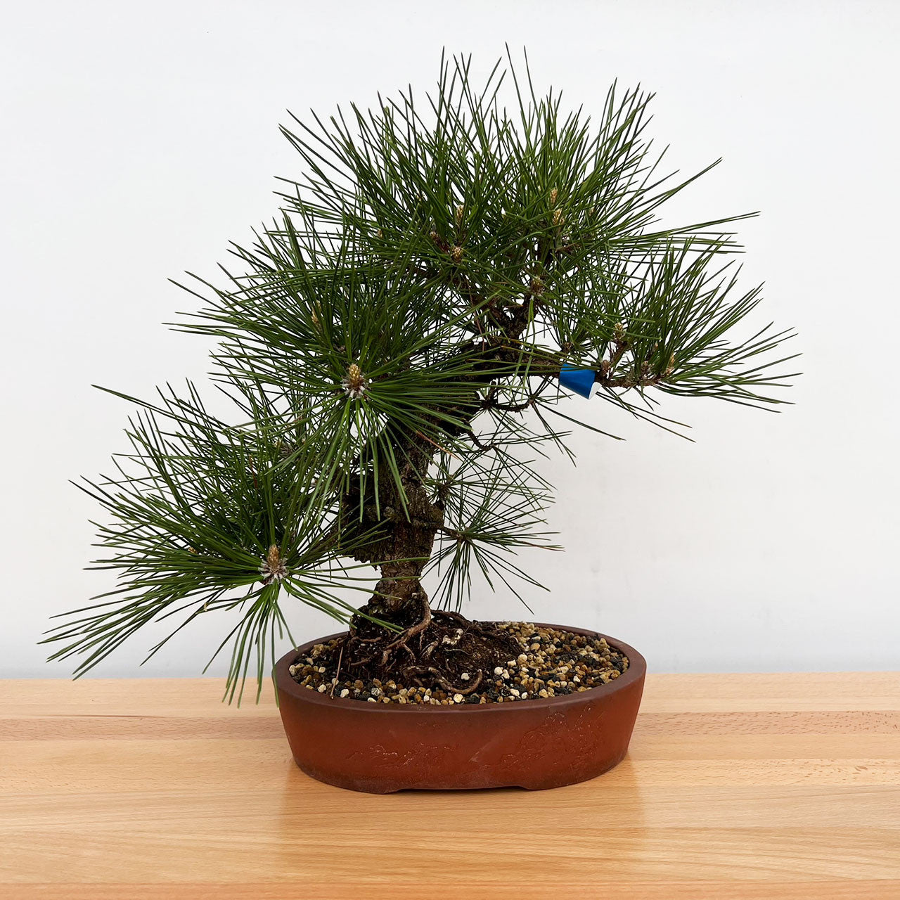 Japanese Black Pine ‘Nishiki’ (Pinus thunbergii)