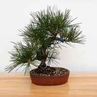 Japanese Black Pine ‘Nishiki’ (Pinus thunbergii)