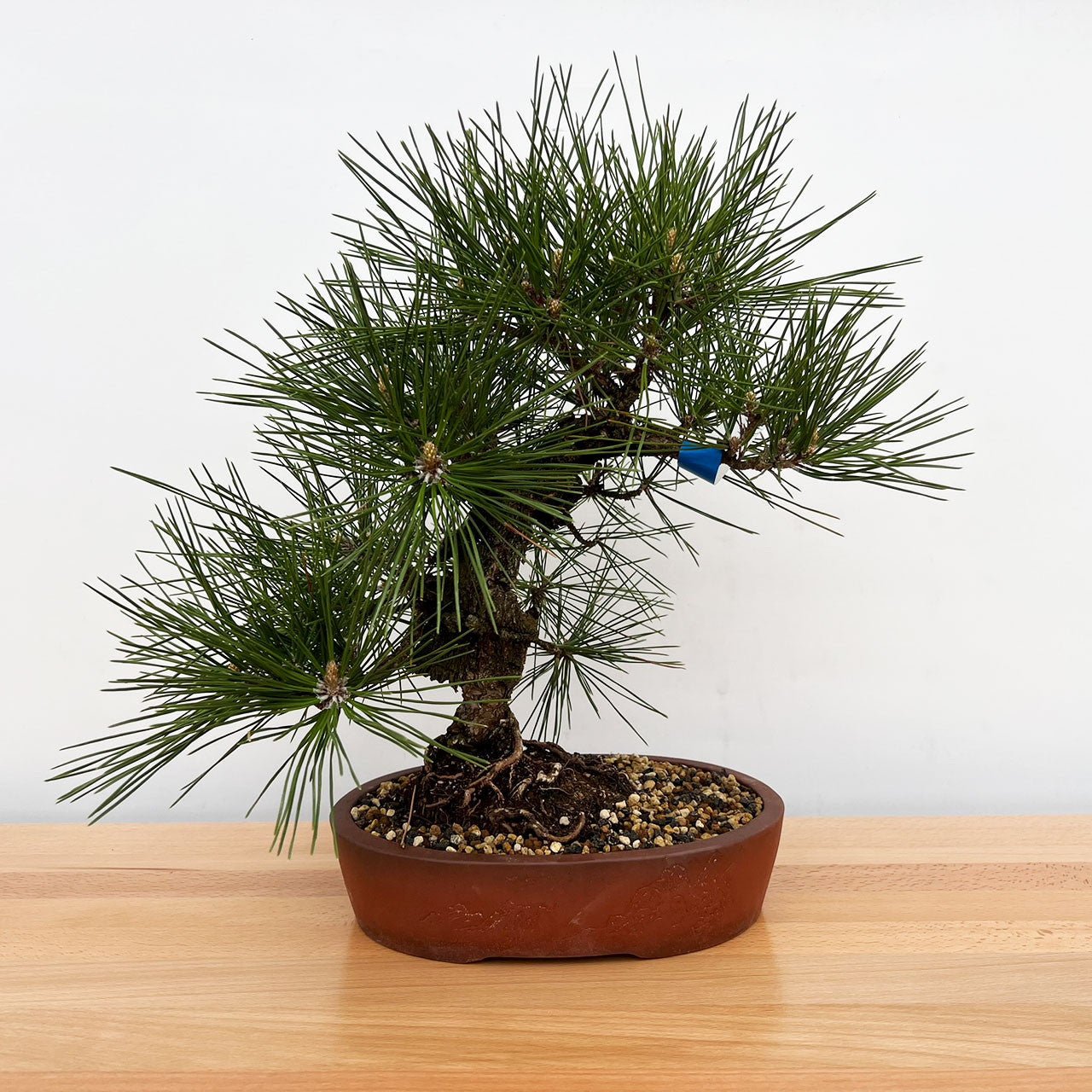 Japanese Black Pine ‘Nishiki’ (Pinus thunbergii) - Ladybird Nursery