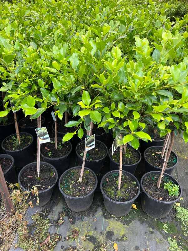 Fig Flash 2ft Standards (Ficus microcarpa) - Ladybird Nursery